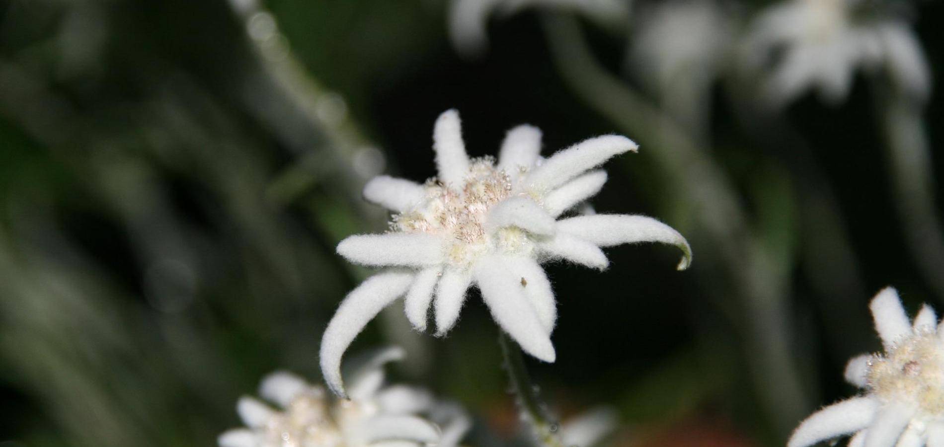 edelweiss-205662-1920