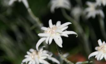 edelweiss-205662-1920