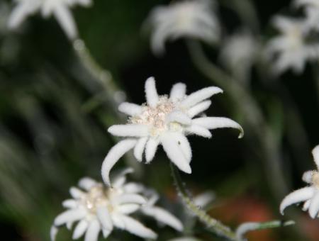 edelweiss-205662-1920